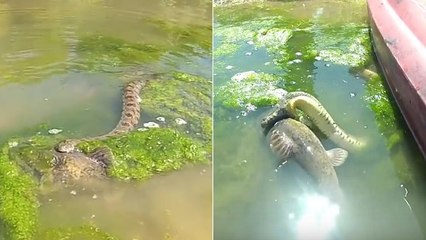 Quand un serpent aquatique s'attaque à un poisson beaucoup plus gros que lui