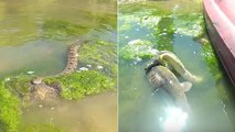 Quand un serpent aquatique s'attaque à un poisson beaucoup plus gros que lui