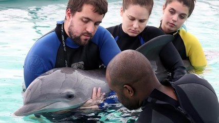 Echoué sur une plage, un jeune dauphin retourne à l'état sauvage après des mois de soins