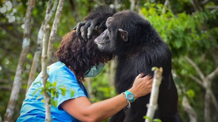 Une spécialiste vient en aide à Ponso, le chimpanzé abandonné sur une île