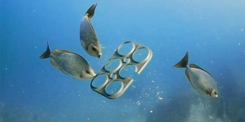 Pour protéger la faune marine, une brasserie invente des porte-canettes comestibles