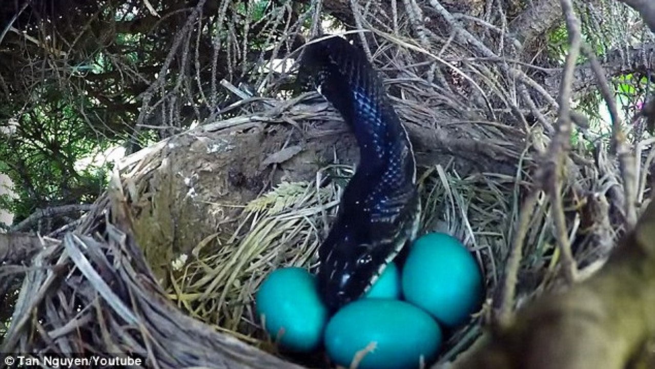 En voulant filmer un nid cet homme découvre l’hostilité de la nature