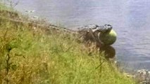 Un alligator pris en flagrant délit de... vol de pastèque en Floride