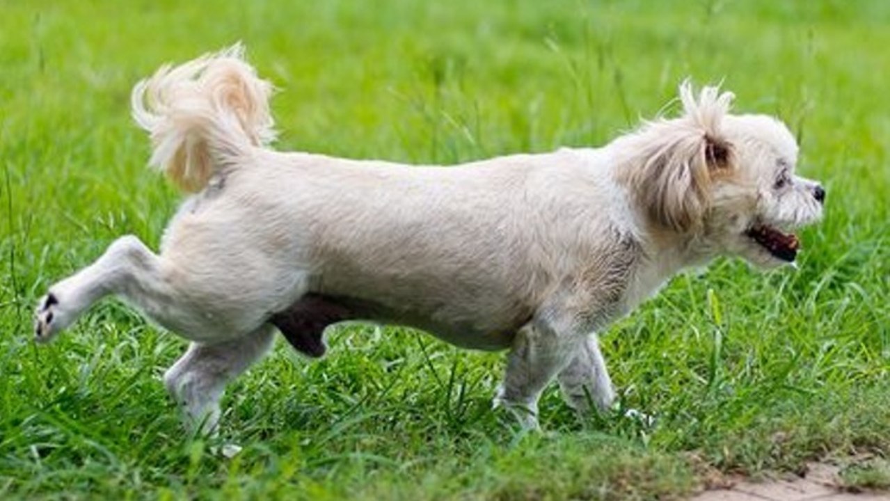 Pourquoi les chiens grattent-ils le sol après avoir fait leurs besoins ?