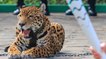 Un jaguar abattu après le passage de la torche olympique au Brésil