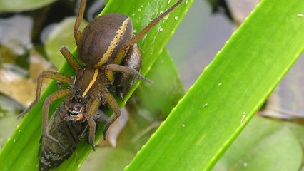 Un zoo britannique relâche des centaines d'araignées menacées dans la nature