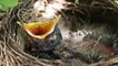Comment secourir un oisillon tombé du nid ?