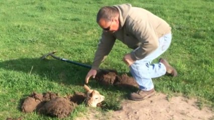 Un fermier sauve un bébé alpaga coincé dans un trou