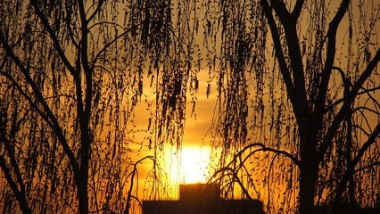 Les arbres dorment-ils la nuit ? Des scientifiques dévoilent une découverte inédite