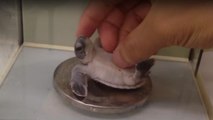 Des bébés tortues hypnotisés pour la science