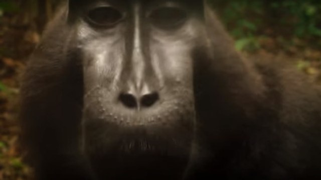 La drôle de réaction d'un macaque nègre face à la caméra d'un piège photographique