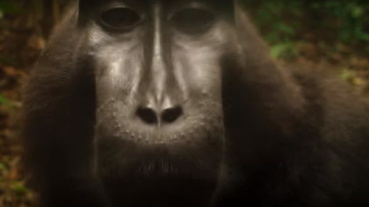 La drôle de réaction d'un macaque nègre face à la caméra d'un piège photographique