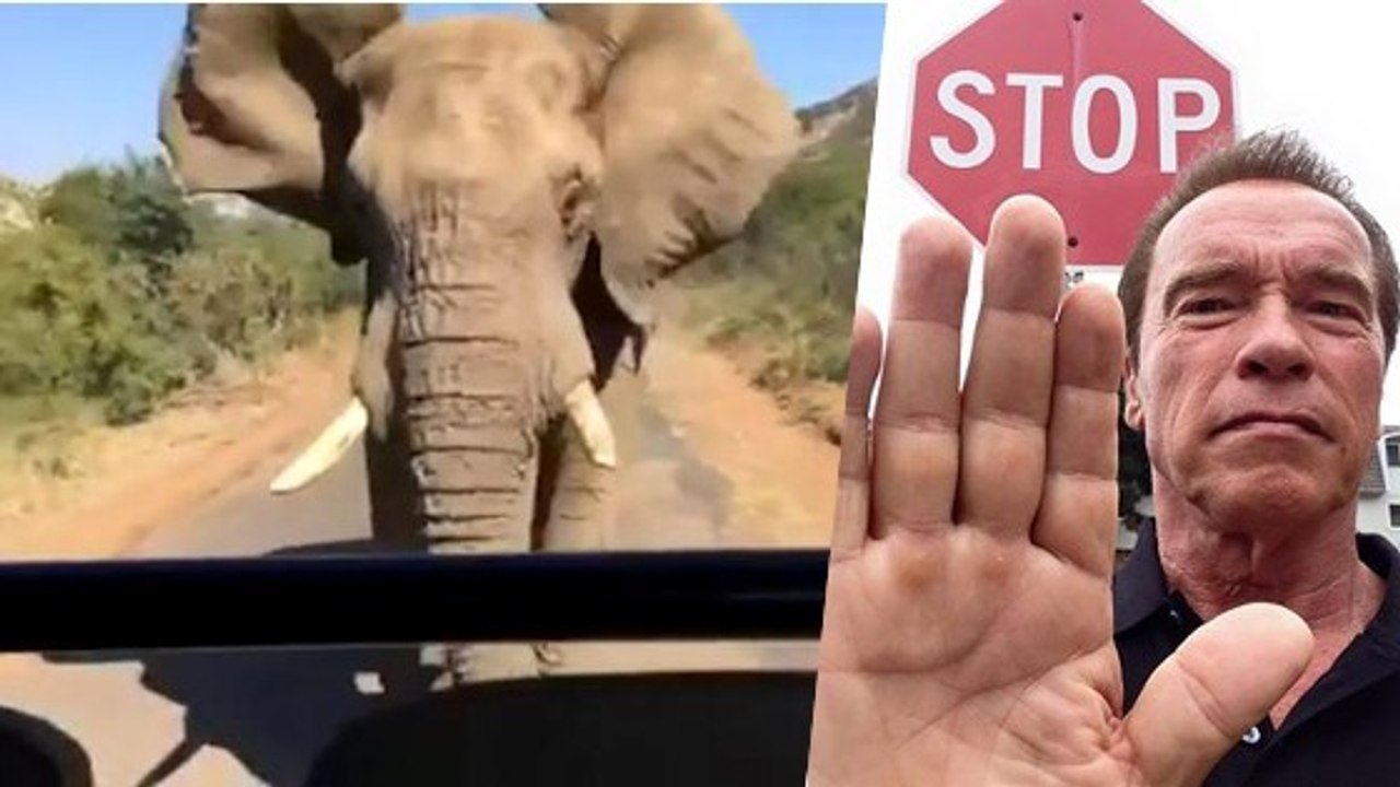 Quand Schwarzenegger se fait charger par un éléphant en Afrique du Sud