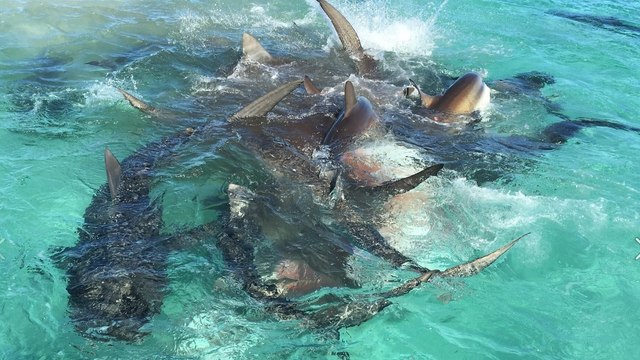 Des dizaines de requins-tigres filmés en train de dévorer une baleine