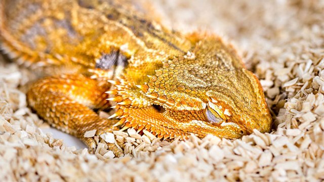 Les reptiles rêvent-ils ? Des scientifiques font une étonnante découverte