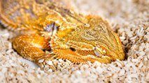Les reptiles rêvent-ils ? Des scientifiques font une étonnante découverte