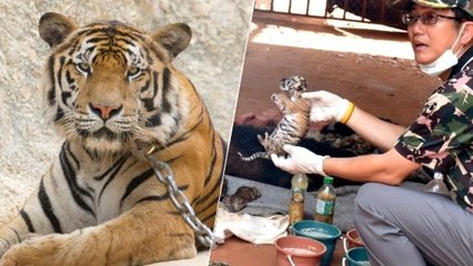 Thaïlande : une enquête dans le Temple des tigres dévoile la face sombre du site touristique