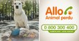 "Allo Animal Perdu", le numéro vert de la SPA pour secourir les animaux perdus ou trouvés