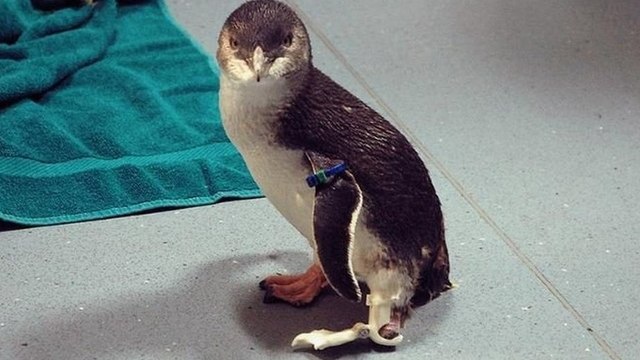 Amputé, un manchot remarche à nouveau grâce à une prothèse imprimée en 3D