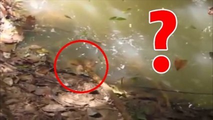 Warum man niemals eine Anakonda ärgern sollte