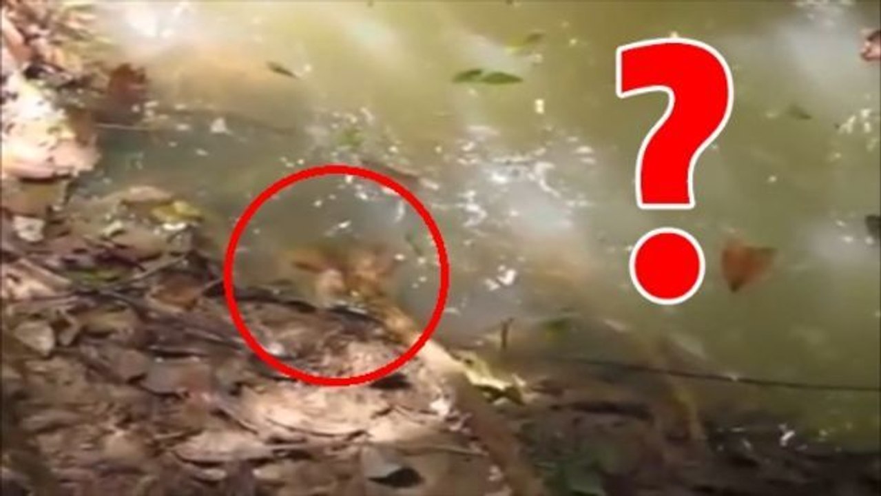 Warum man niemals eine Anakonda ärgern sollte