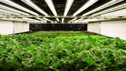 Aerofarms, la plus grande ferme verticale du monde dévoile des résultats prometteurs