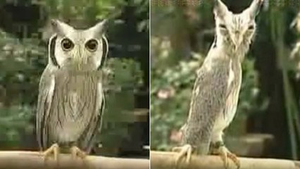 L'incroyable transformation d'un petit-duc face à un rapace beaucoup plus grand que lui