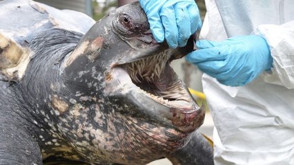 La tortue luth cache la bouche la plus effrayante au monde