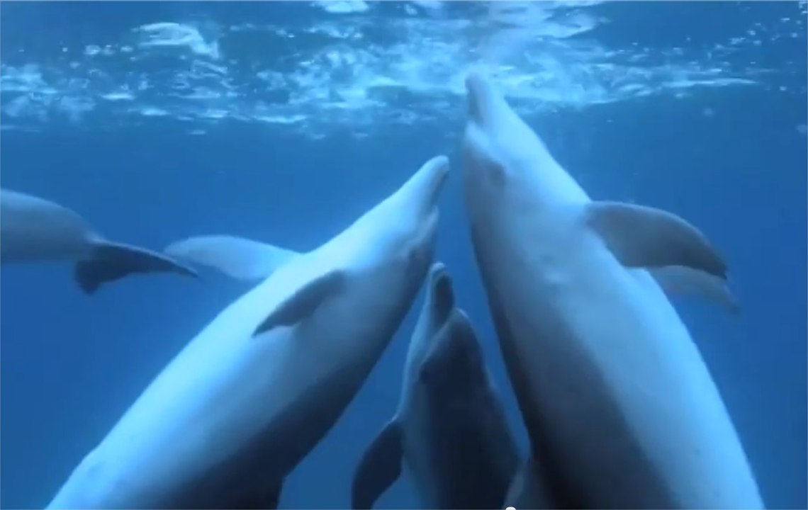 Delfine wurden dabei gefilmt, wie sie sich berauschten… an einem Kugelfisch