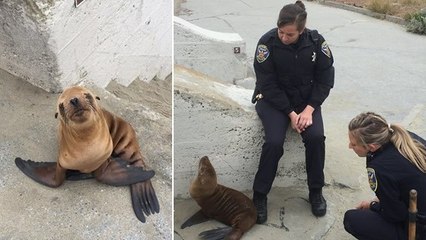 Quand des policiers californiens viennent en aide à une jeune otarie en détresse