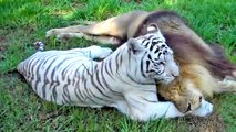 Rescapés d'un élevage, ce lion et cette tigresse blanche sont devenus inséparables