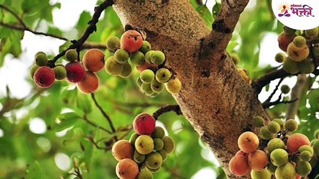 औदुंबराची ही एक वस्तू नेहमी जवळ ठेवा, अडलेली सर्व कामं होतील