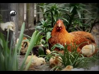 İbret-i Ailem - season 1 Dublajlı Fragman