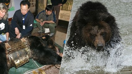 Sauvé de l’enfer en Chine, cet ours brun profite désormais de la vie dans un sanctuaire