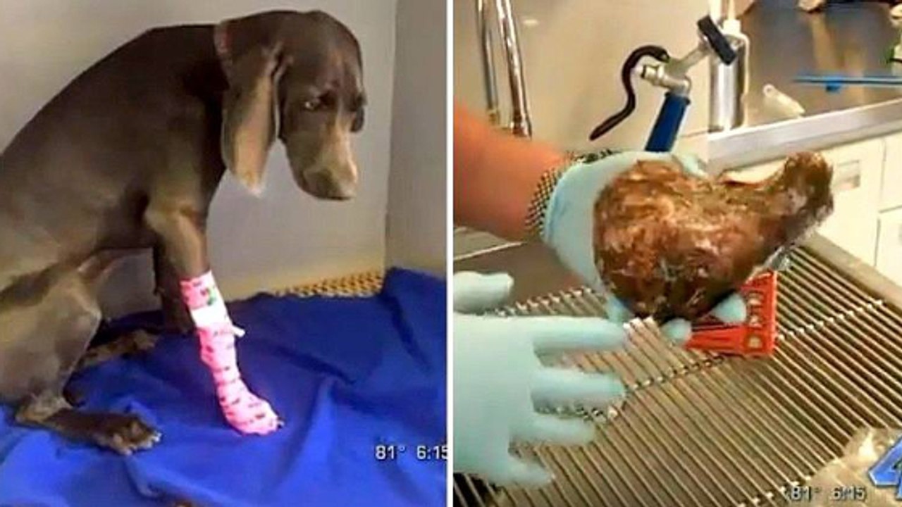 Un vétérinaire fait une effrayante découverte chez un chien ayant avalé de la colle