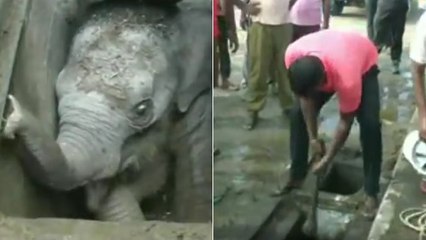 Le fantastique sauvetage d’un jeune éléphant piégé dans une bouche d’égout au Sri Lanka