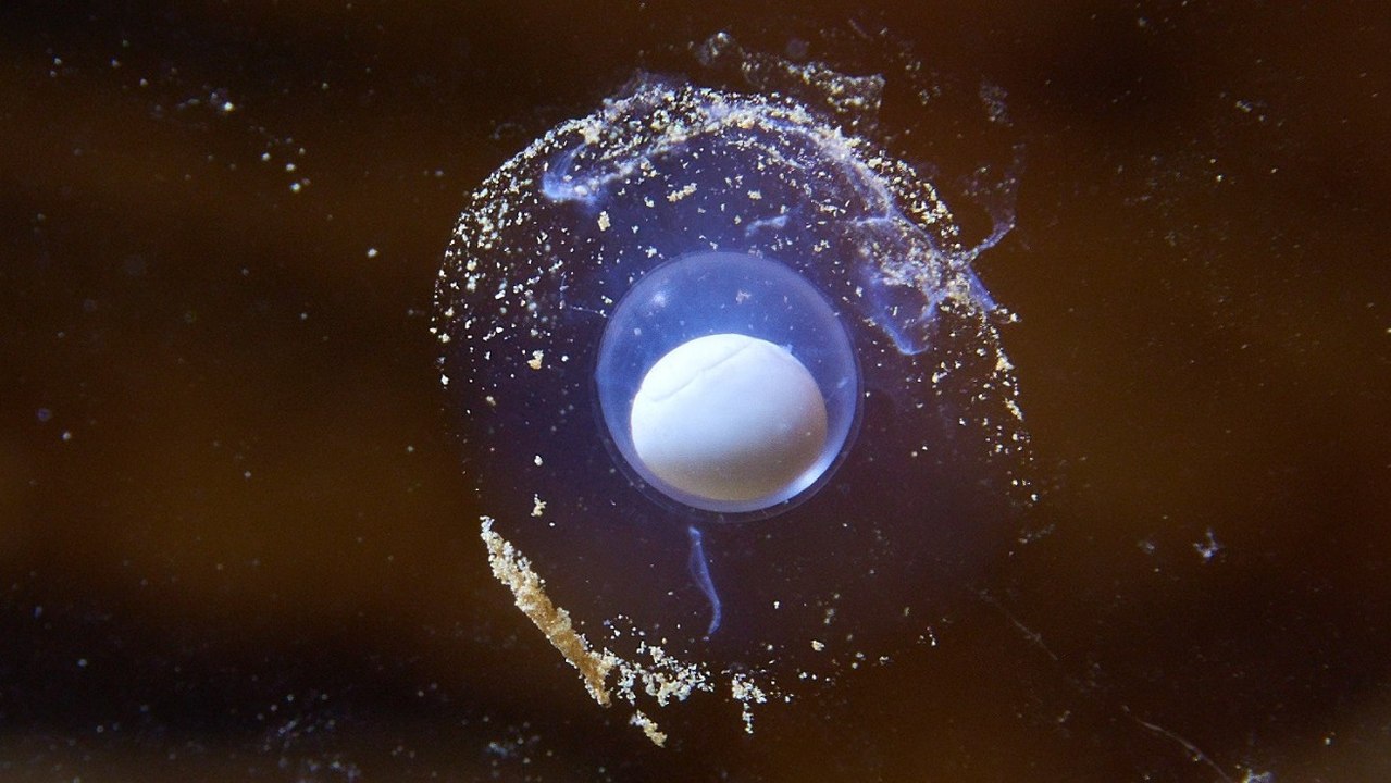 Les oeufs d'un "dragon" rarissime ont commencé à éclore dans une grotte de Slovénie