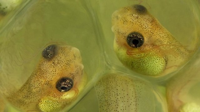 Pour échapper aux serpents, ces embryons de grenouille ont trouvé une étonnante technique