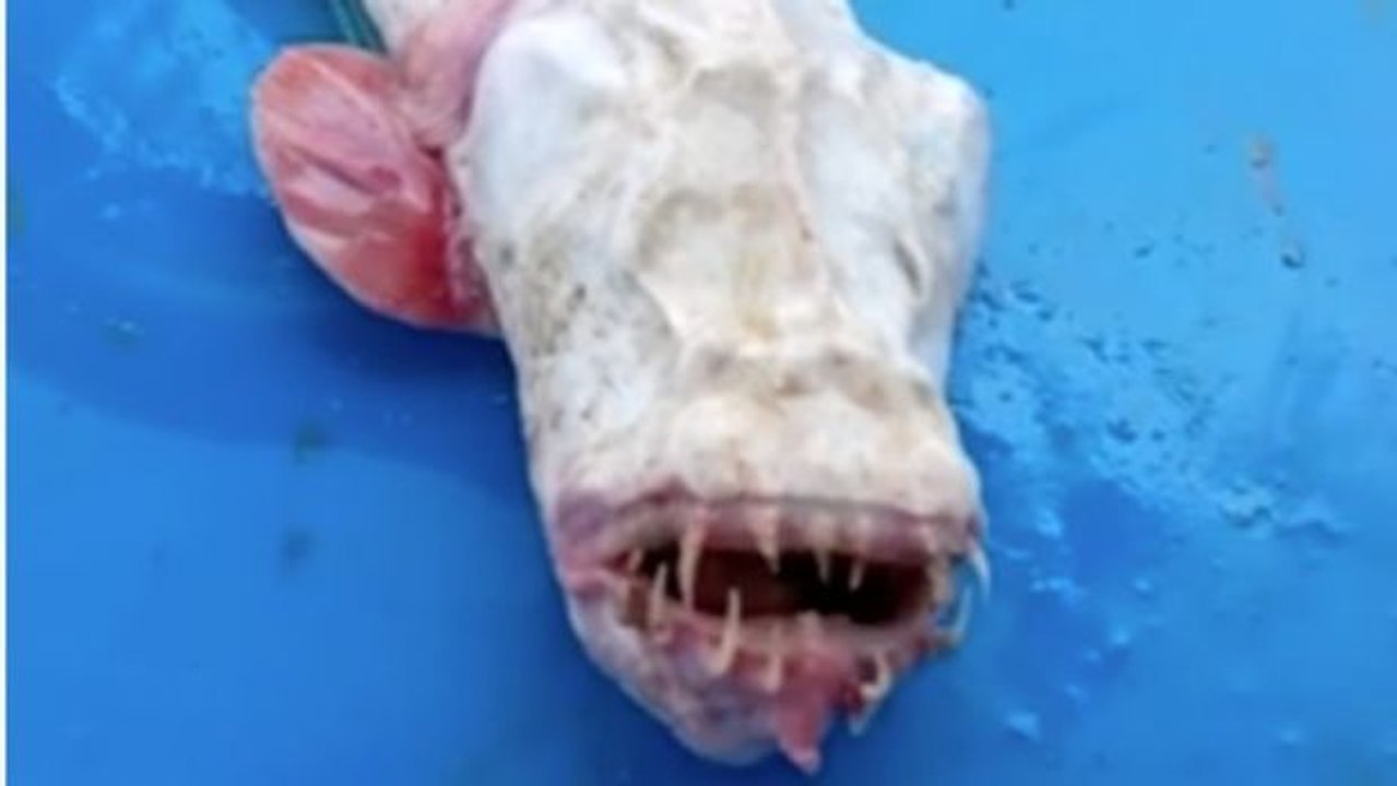 Ohne Augen! Schreckliche Meereskreatur in Malaysia entdeckt