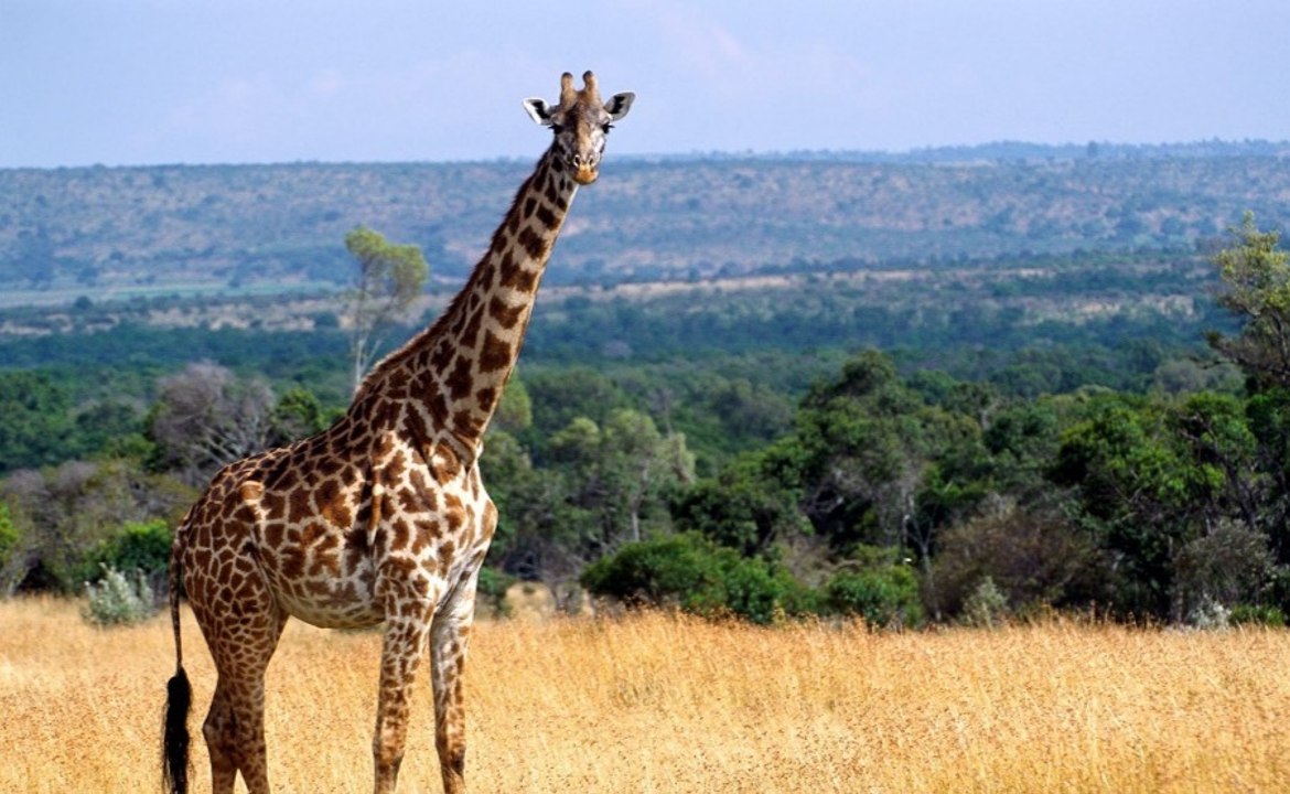 Quatre espèces de girafes découvertes en Afrique