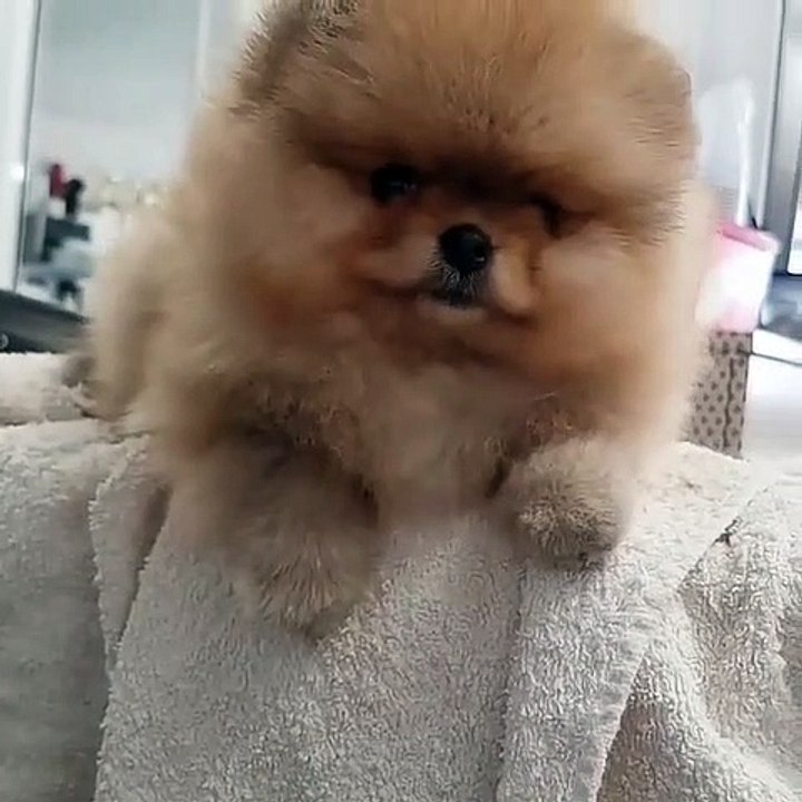 Cute Dog - #69