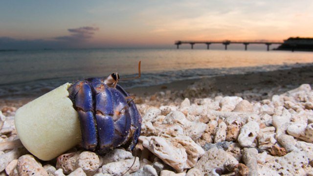 Quand des bernard-l'hermite utilisent des déchets en guise de coquille