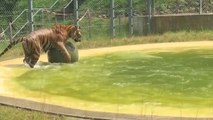 Cette tigresse profite de la vie au grand air après des années passées enfermée en Italie