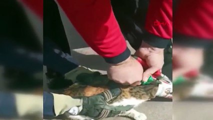 Başı konserve kutusuna sıkışan kedi kurtarıldı