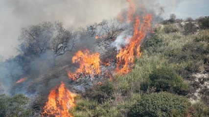 La mafia déclenche des incendies avec des chats enflammés