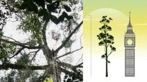 Le plus grand arbre tropical au monde découvert dans la forêt de Malaisie