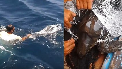 Un pêcheur vient en aide à une tortue de mer piégée dans un cabas en plastique