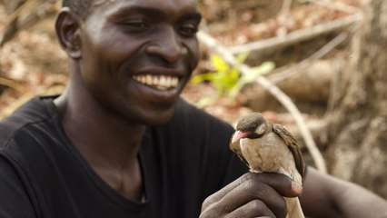 Quand les chasseurs collaborent avec des oiseaux pour trouver le miel au Mozambique