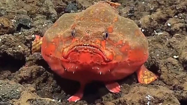 Un étrange poisson observé dans les profondeurs de la fosse des Mariannes