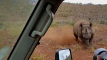 Quand un rhinocéros charge la voiture de deux hommes en Afrique du Sud